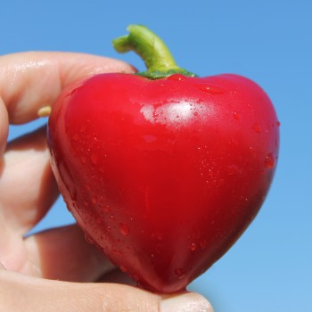 Paprika Dumas (freilandgeeignet) (Samen)
