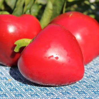 Paprika Dumas (freilandgeeignet) (Samen)