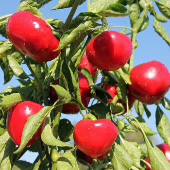Paprika Dumas (freilandgeeignet) (Samen)