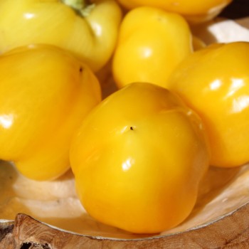Paprika Dunjasha (Samen)