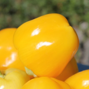 Paprika Dunjasha (Samen)