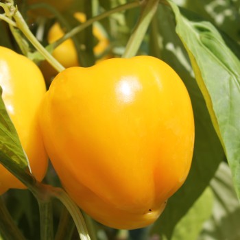 Paprika Dunjasha (Samen)