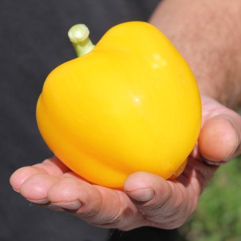 Paprika Dunjasha (Samen)
