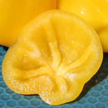 Paprika Dunjasha (Samen)