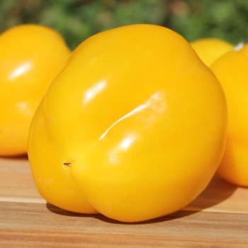 Paprika Dunjasha (Samen)
