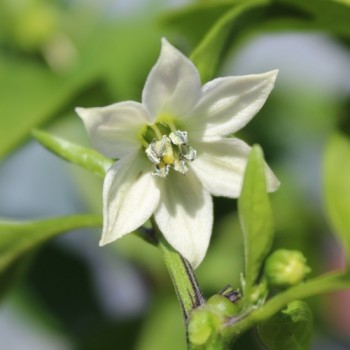 Neu! Paprika Elephant’s Ear Orange (Samen)