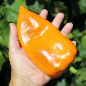 Neu! Paprika Elephant’s Ear Orange (Samen)