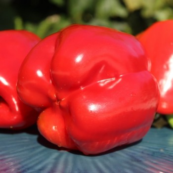 Paprika Emerald Giant (Samen)