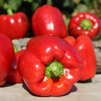 Paprika Emerald Giant (Samen)