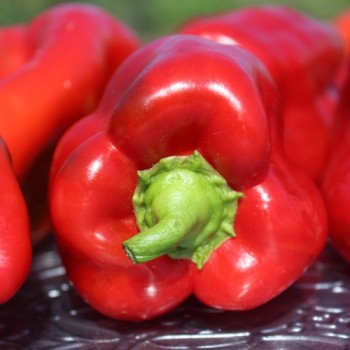 Paprika Fatima (Samen)