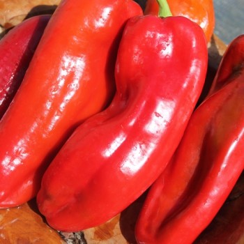 Paprika Giant Aconcagua (Samen)