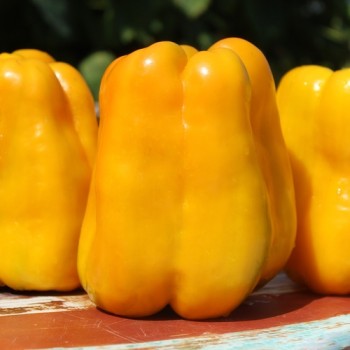 Neu! Paprika Heavyweight Yellow Giant Bell (Samen)