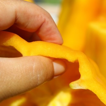 Neu! Paprika Heavyweight Yellow Giant Bell (Samen)