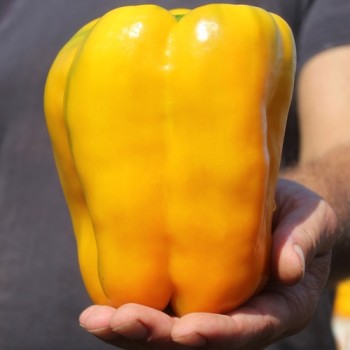 Neu! Paprika Heavyweight Yellow Giant Bell (Samen)