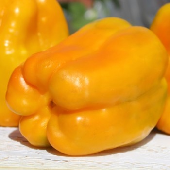 Neu! Paprika Heavyweight Yellow Giant Bell (Samen)