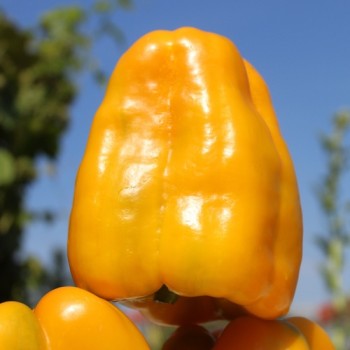 Neu! Paprika Heavyweight Yellow Giant Bell (Samen)