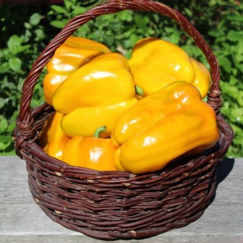 Paprika Heavyweight Yellow Giant Bell (Samen)