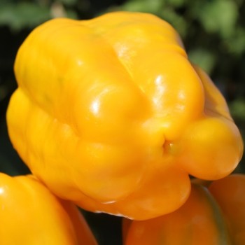 Neu! Paprika Heavyweight Yellow Giant Bell (Samen)