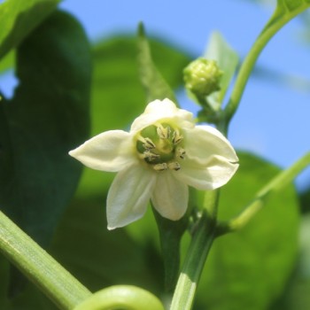 Neu! Paprika Heavyweight Yellow Giant Bell (Samen)