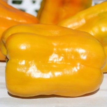 Neu! Paprika Heavyweight Yellow Giant Bell (Samen)