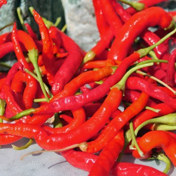 Paprika Himo Togarashi (Samen)