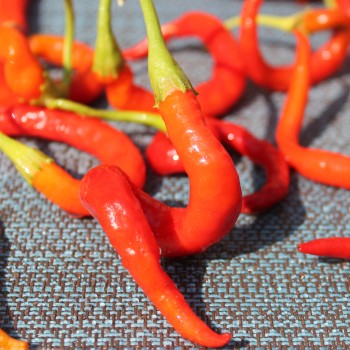 Paprika Himo Togarashi (Samen)