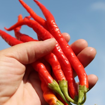 Paprika Himo Togarashi (Samen)