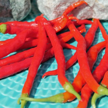 Paprika Himo Togarashi (Samen)