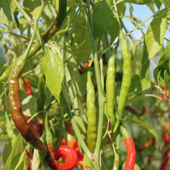 Paprika Himo Togarashi (Samen)