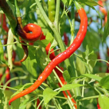 Paprika Himo Togarashi (Samen)
