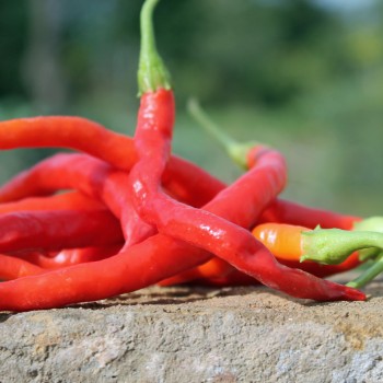 Paprika Himo Togarashi (Samen)