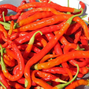 Paprika Himo Togarashi (Samen)