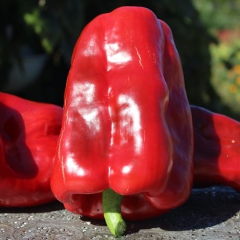 Paprika Infantes (Samen)