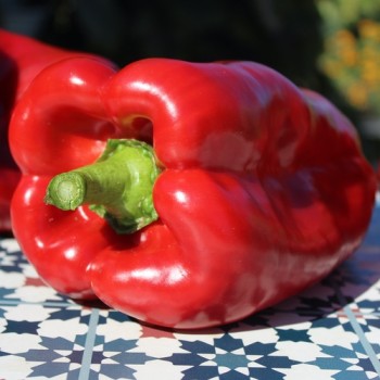 Paprika Infantes (Samen)