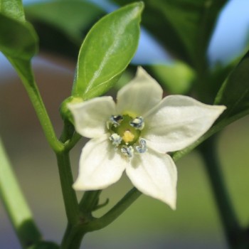 Paprika Infantes (Samen)