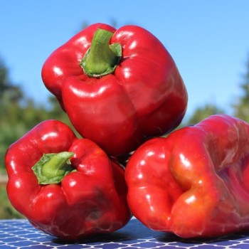 Paprika Infantes (Samen)