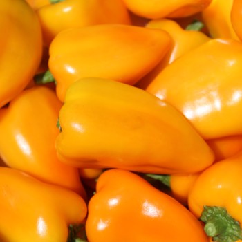 Paprika Jarik (freilandgeeignet) (Samen)