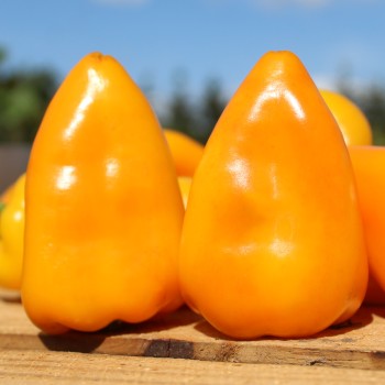Paprika Jarik (freilandgeeignet) (Samen)