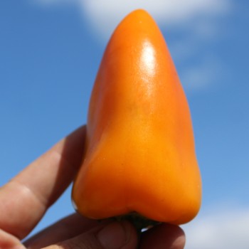 Paprika Jarik (freilandgeeignet) (Samen)