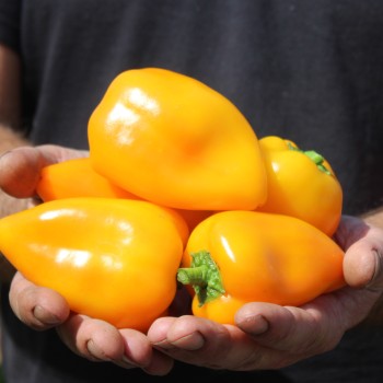 Paprika Jarik (freilandgeeignet) (Samen)