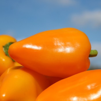 Paprika Jarik (freilandgeeignet) (Samen)
