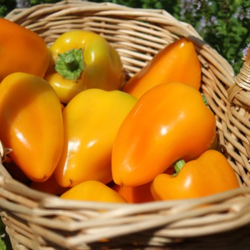 Paprika Jarik (freilandgeeignet) (Samen)