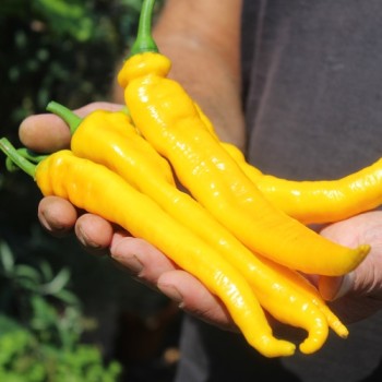 Neu! Paprika Jimmy Nardellos Yellow (Samen)
