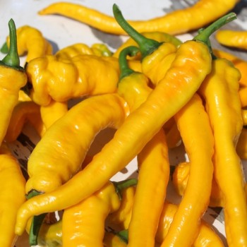 Neu! Paprika Jimmy Nardellos Yellow (Samen)