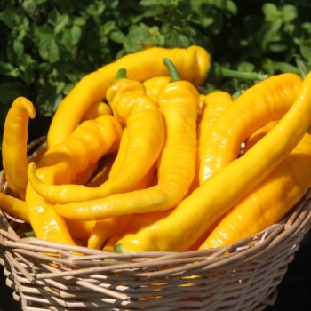 Neu! Paprika Jimmy Nardellos Yellow (Samen)