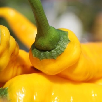 Neu! Paprika Jimmy Nardellos Yellow (Samen)