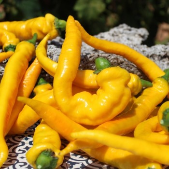 Neu! Paprika Jimmy Nardellos Yellow (Samen)
