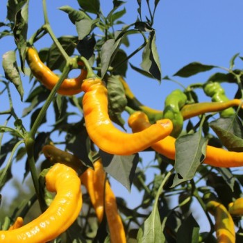 Neu! Paprika Jimmy Nardellos Yellow (Samen)