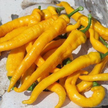 Neu! Paprika Jimmy Nardellos Yellow (Samen)