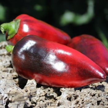 Neu! Paprika Jugo (freilandgeeignet) (Samen)